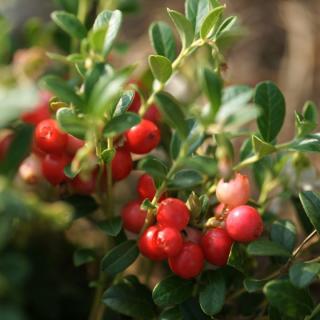 Grapefruit rot Star Ruby  ´250gr