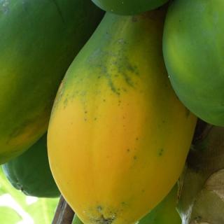 Papaya   ´4-5 St.