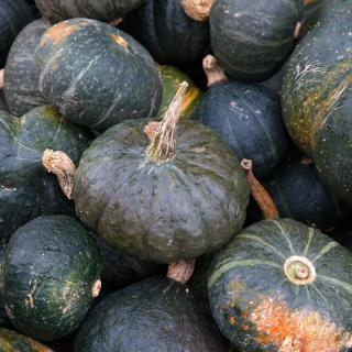 Kürbis Hokkaido grün