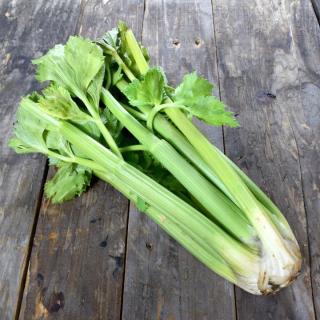 Staudensellerie ohne Tüte  ´300g+