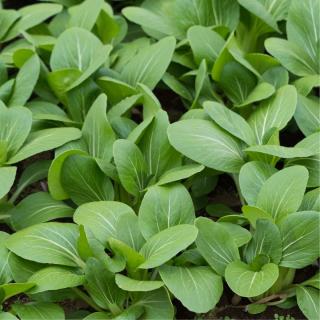 Komatsuna (Senfspinat)