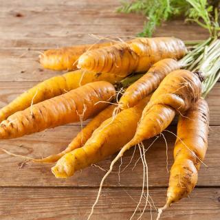 Möhren GELB Solveig