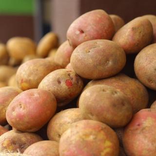 Kartoffeln Rote Emmalie vfk