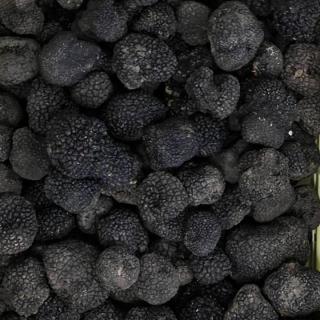 Bio-Sommertrüffel (Tuber aestivum)