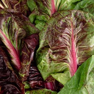 Salat Pflücksalat ROT