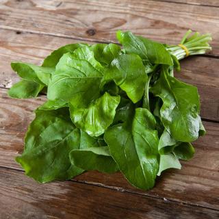 Salat Rucola breitblättrig mit Blüte