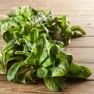 Salat Feldsalat dicke Blätter