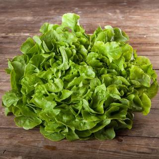 Salat Eichblatt grün