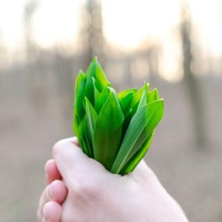 Bärlauch im Bund  ´40g+