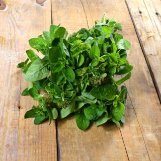 Oregano im Bund