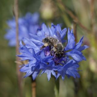 Essbare Blüten Mix