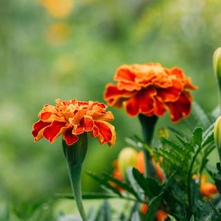 Blüten Gewürztagetes