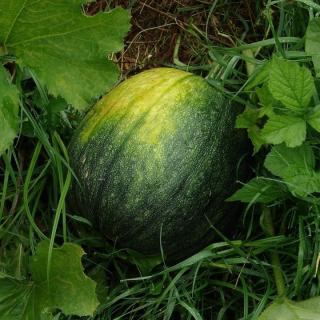 Wassermelone kernarm 5-6 Stück
